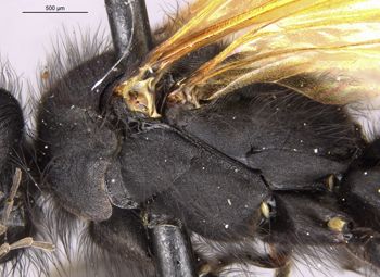Media type: image;   Entomology 33490 Aspect: thorax lateral